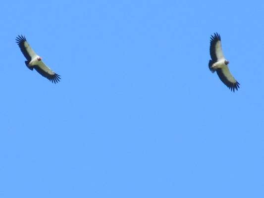 International Migratory Bird Day a Big Success
