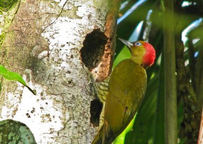 Rufous-winged woodpecker